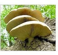 Oyster Mushroom
