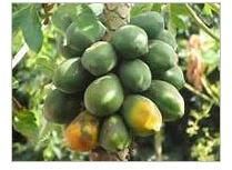 Papaya