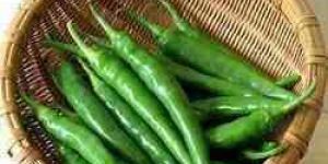 Fresh Green Chilli