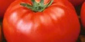 Fresh Tomato