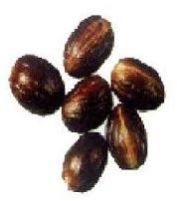 Nutmeg
