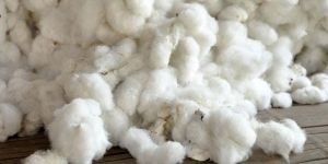 Raw Cotton