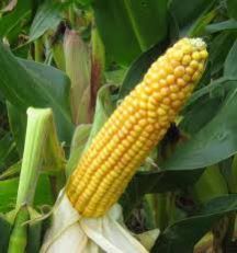 Maize