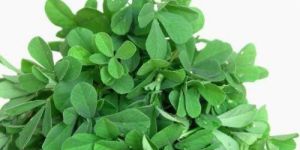 Fresh Fenugreek Leaves