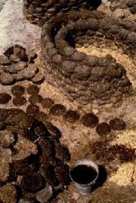 Cow Dung