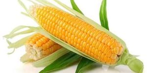 Yellow Maize
