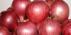 Onion