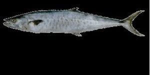 Seer Fish, King Fish