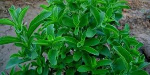 Stevia Leaves
