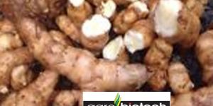 Original Kasturi Manjal (White Turmeric)