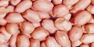 Peanuts (Groundnuts)