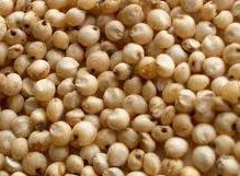 Sorghum