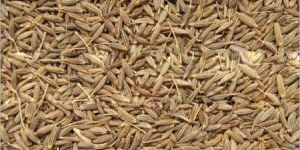 Cumin Seeds