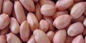 Peanut Kernels