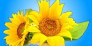 Benaka Refined Sunflower Oil