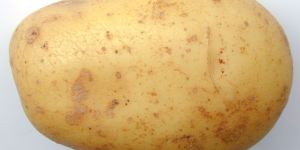 Potato
