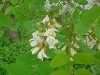 Herbal Raw Materials