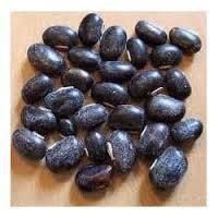 Konch Seed