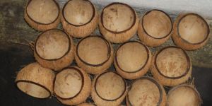 Coconut Shells
