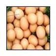 Chicken Eggs