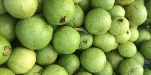 Fresh Fruits Guava