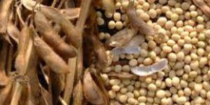 Soybean Seeds