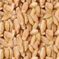 Wheat