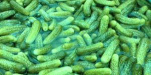 Fresh Gherkins