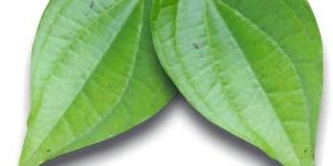 Betel Leaves