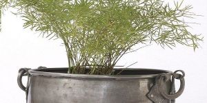 Home Decoration Plants