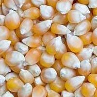 Yellow Maize