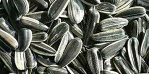 Sunflower Seeds