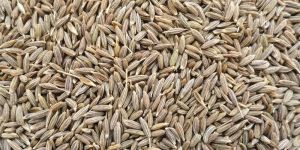 Cumin Seeds