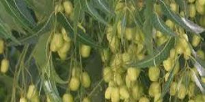 Neem Seeds