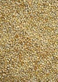 Green Millet Seeds