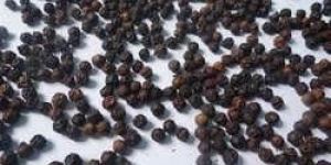 Black Pepper Seeds