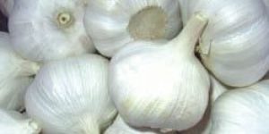 Fresh Garlic