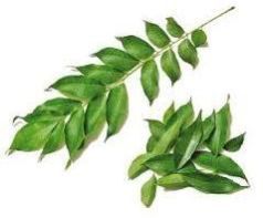 Curry Leaves
