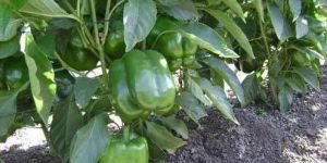 Fresh Capsicum