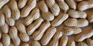 Groundnuts