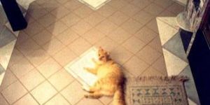 Porcelain Floor Tiles