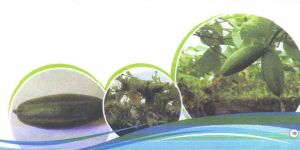 TC Pointed Gourd Plants