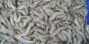 Frozen Vannamei Shrimps
