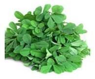 Fenugreek