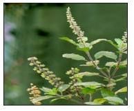 Tulsi