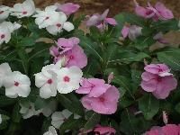 Vinca Rosea