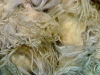 Greasy Wool