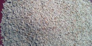 Psyllium Seeds