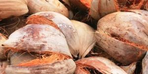 Coconut Husk