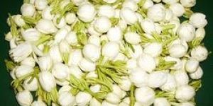 Fresh Jasmine Flowers